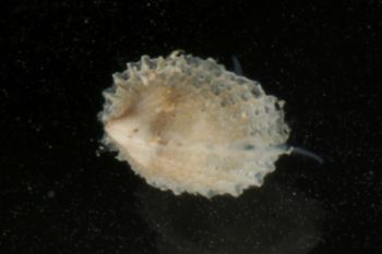Media type: image;   Malacology 386351 Description: mollusk image;